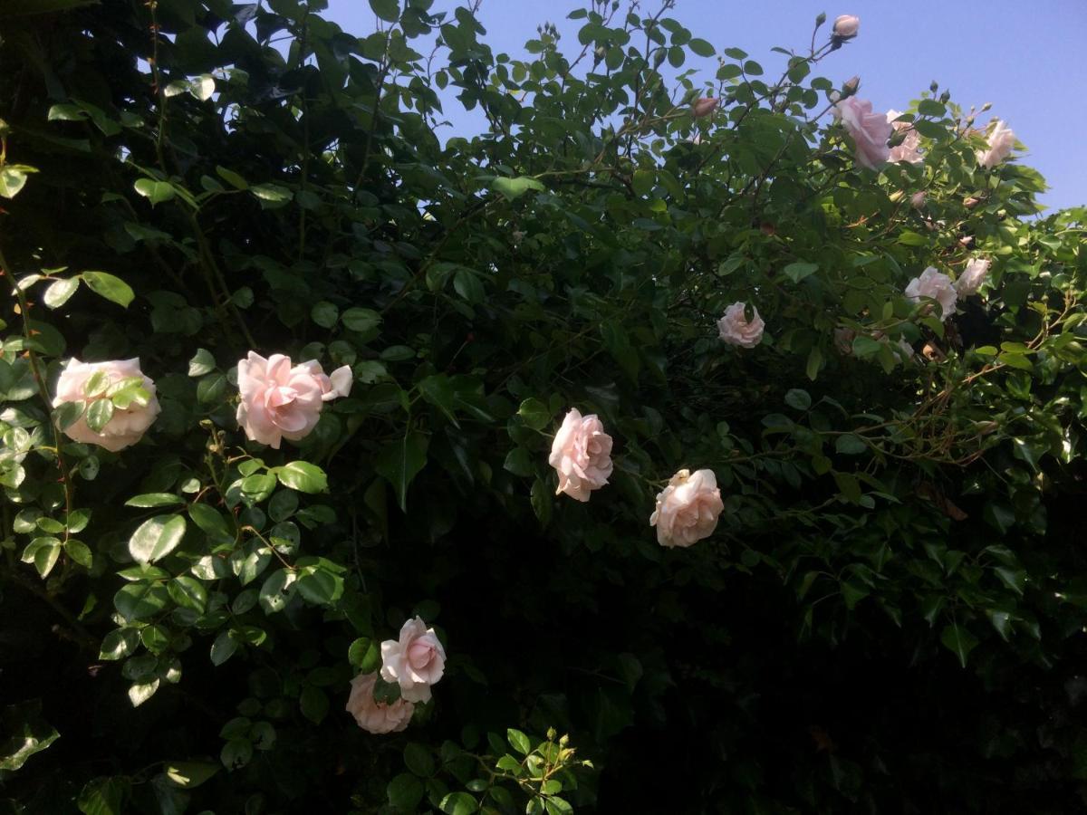 Bed & Breakfast Yerseke Esterno foto